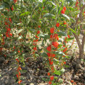 Мушмула ИСО 9001 органических Нинся ягоды Годжи
